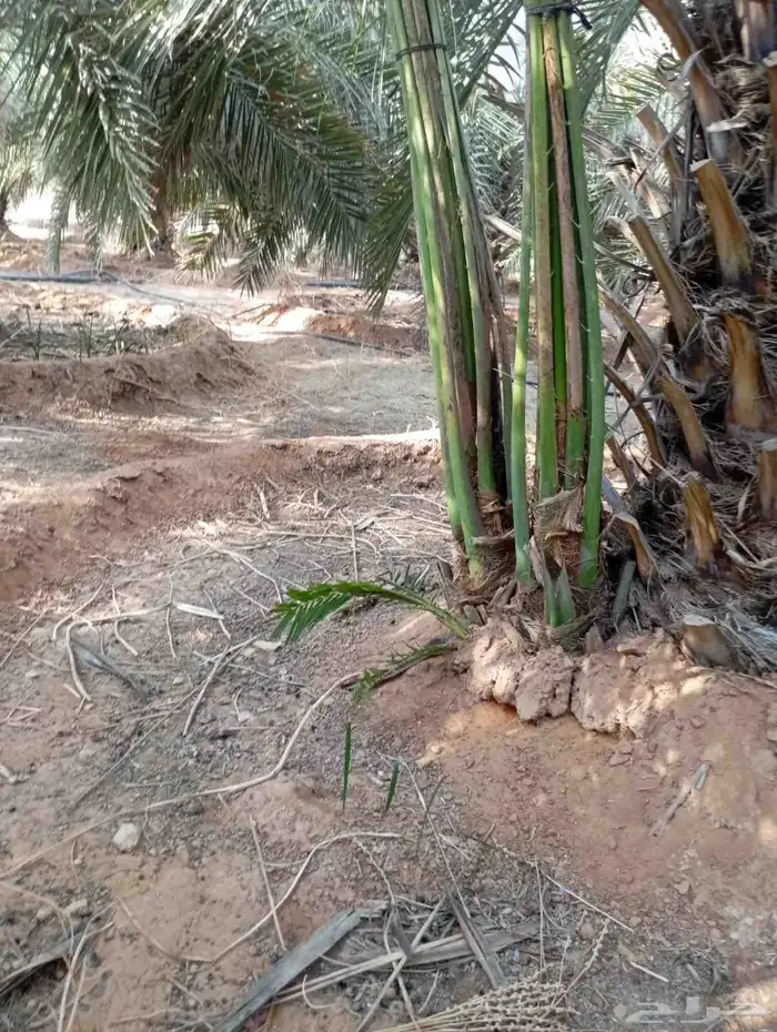 يوجد لدينا جميع النواع فسايل النخل العربي والجثايث 2