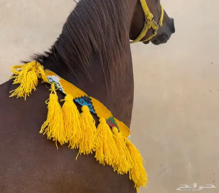لبادة زينة خيل 0