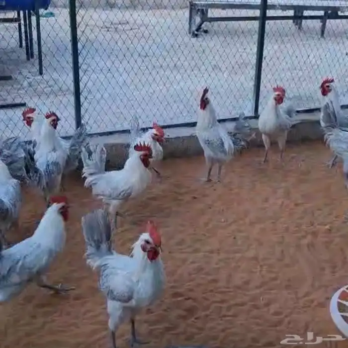 ديوك فيومي المنيوم 0