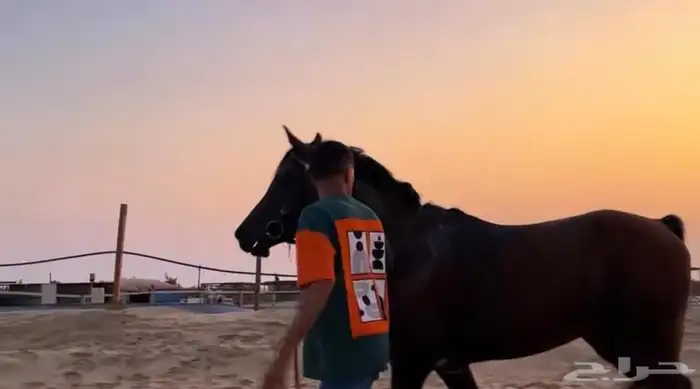 حصان شعبي من فواخر الشعبيات 2
