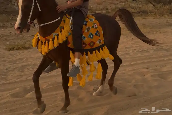 لبادة زينة خيل 1