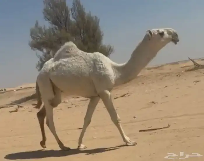 مطلوب.. دنا 0