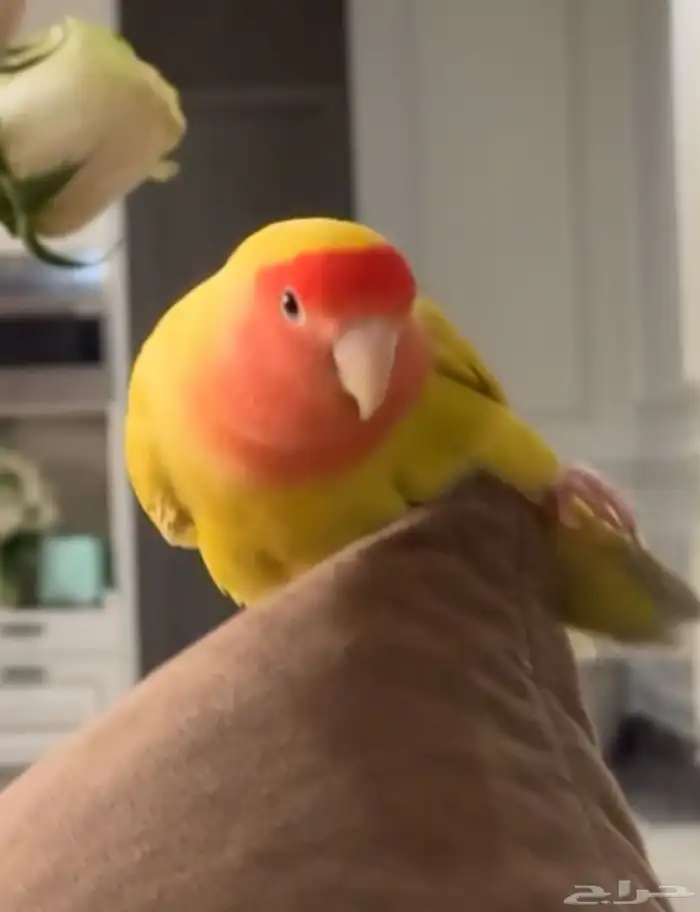 ذكر روز لاتينو رد فيس 1