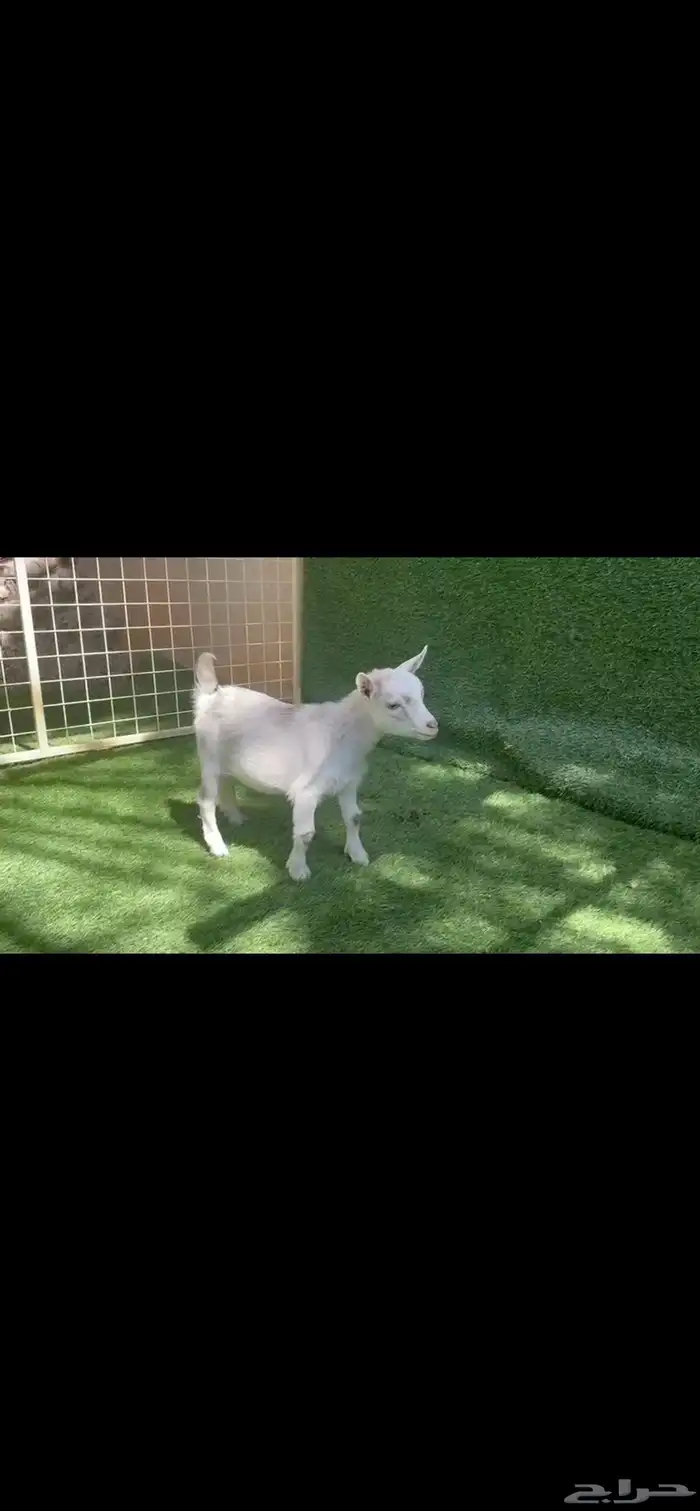 ماعز قزم جفره وتيس 2