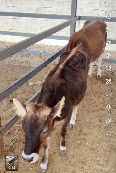 مجموعة أبقار هولنديه وألمانيا و جيرسي index