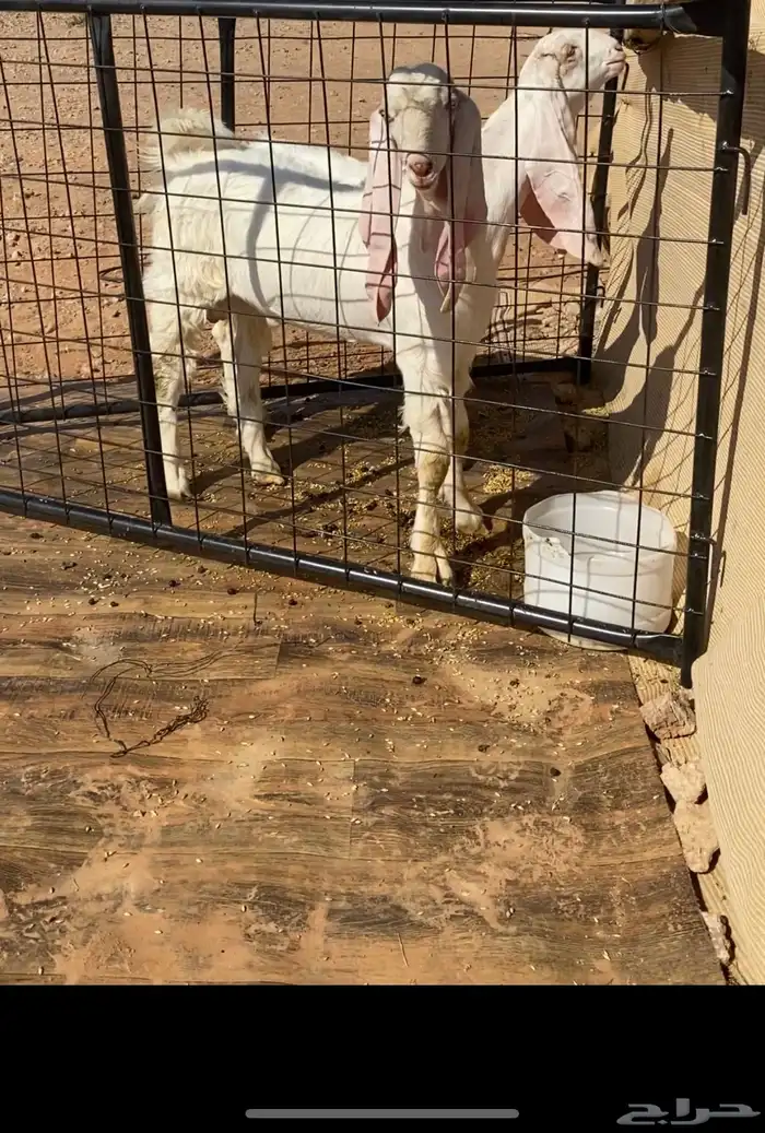 للبيع جفار هولنديه 2