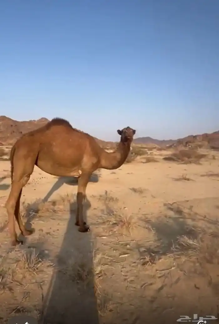 بكار للبيع 1