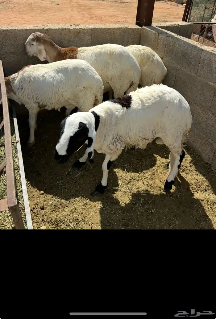 سواكن مرابي بالخرج 3