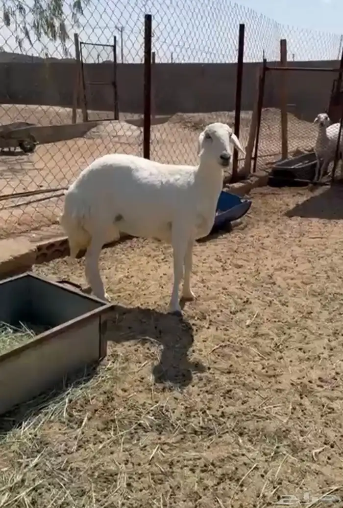 شاه ثنيه حايل للبيع 1