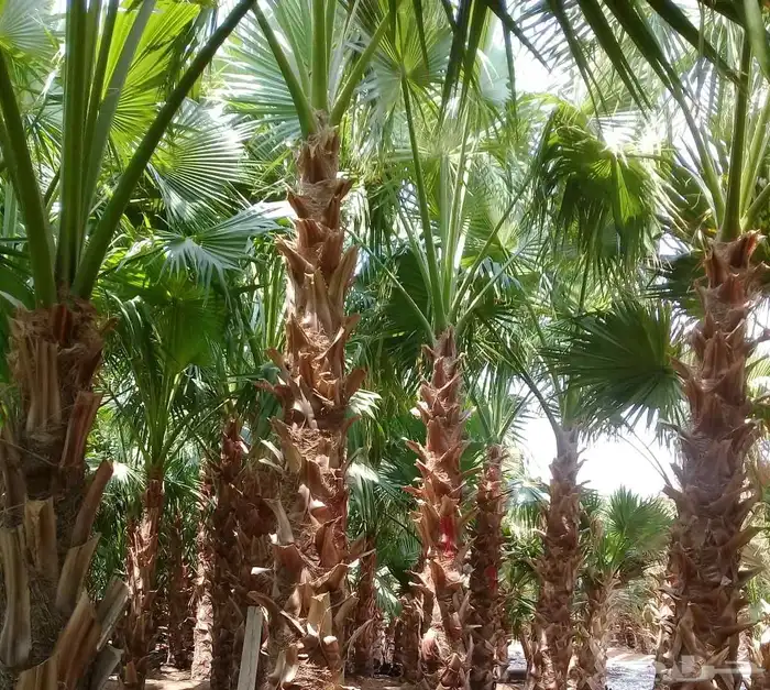 نخيل واشنطنيا للبيع 5