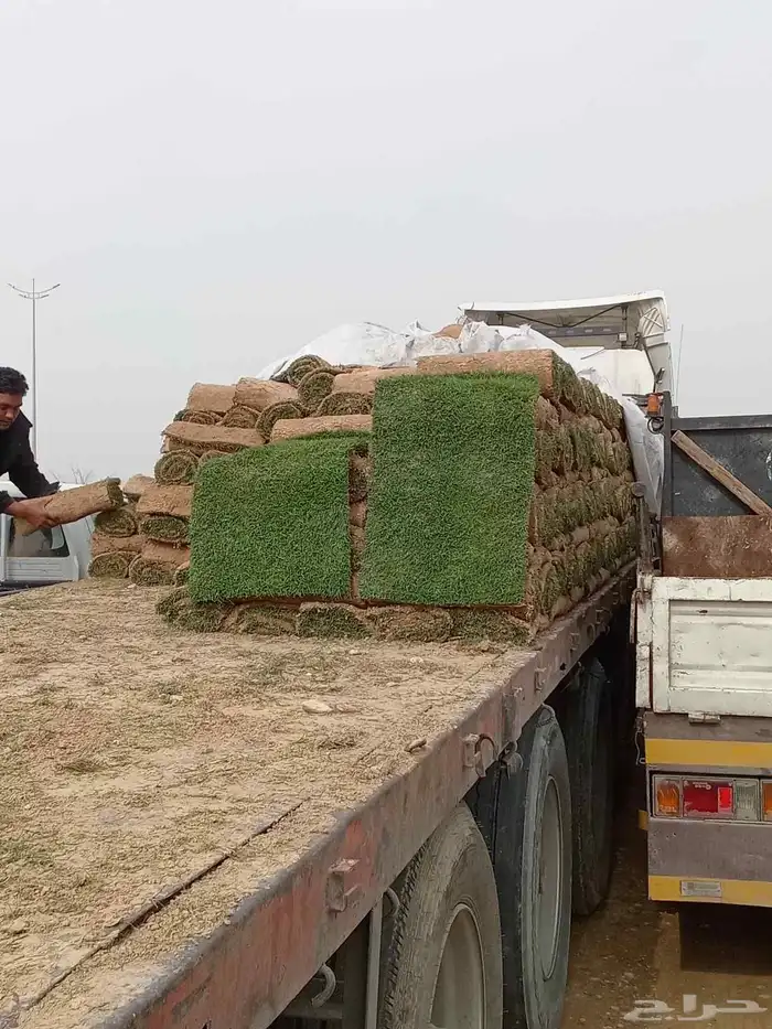 زراعه نخيل الواشنطنيا ونخيل التمر المثمروتنسيق الحدائق 6