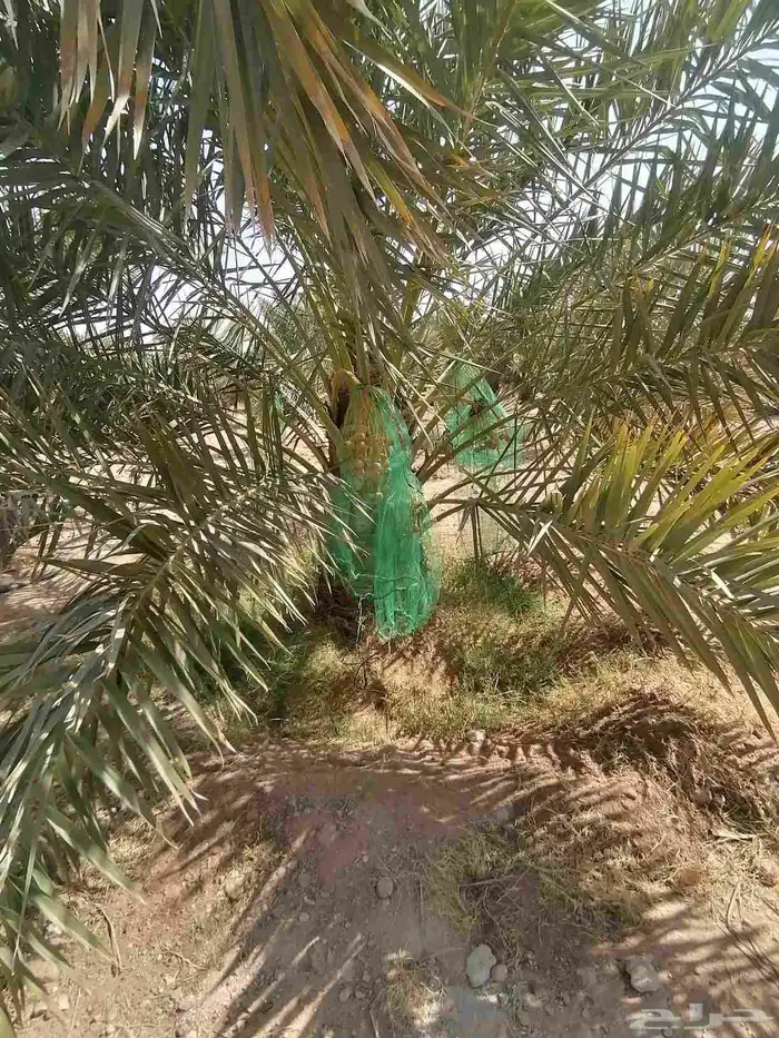 نخل للبيع جميع الانواع 1