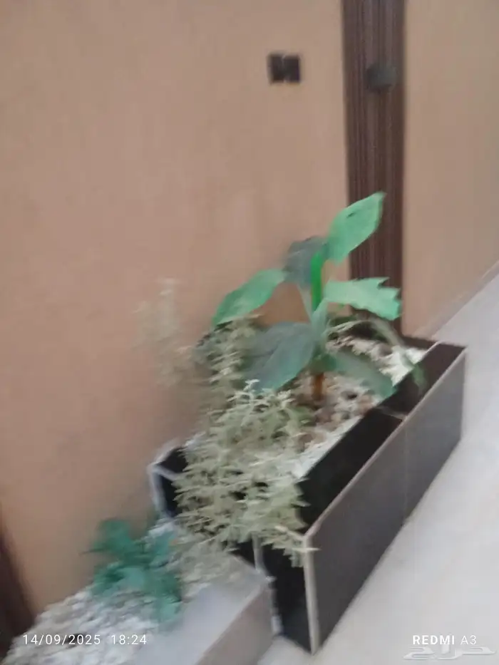 ديكورات منازل تنسيق حدائق ممرات أحواش أحواض زرع وجميع انواع 6