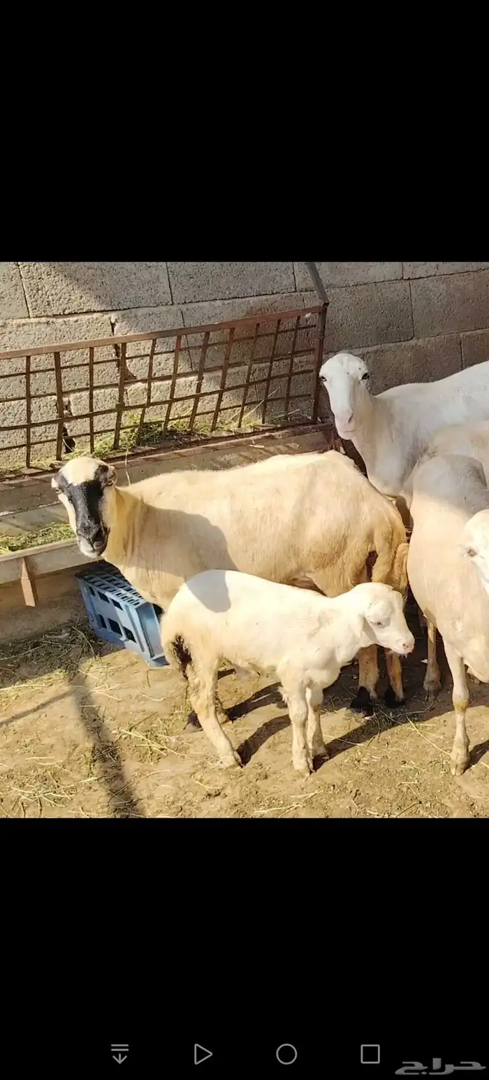 ضان لبيع 2