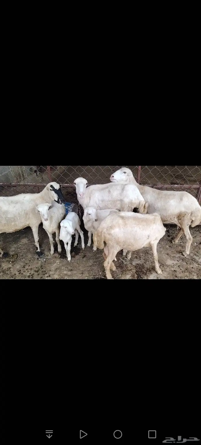 ضان لبيع 4