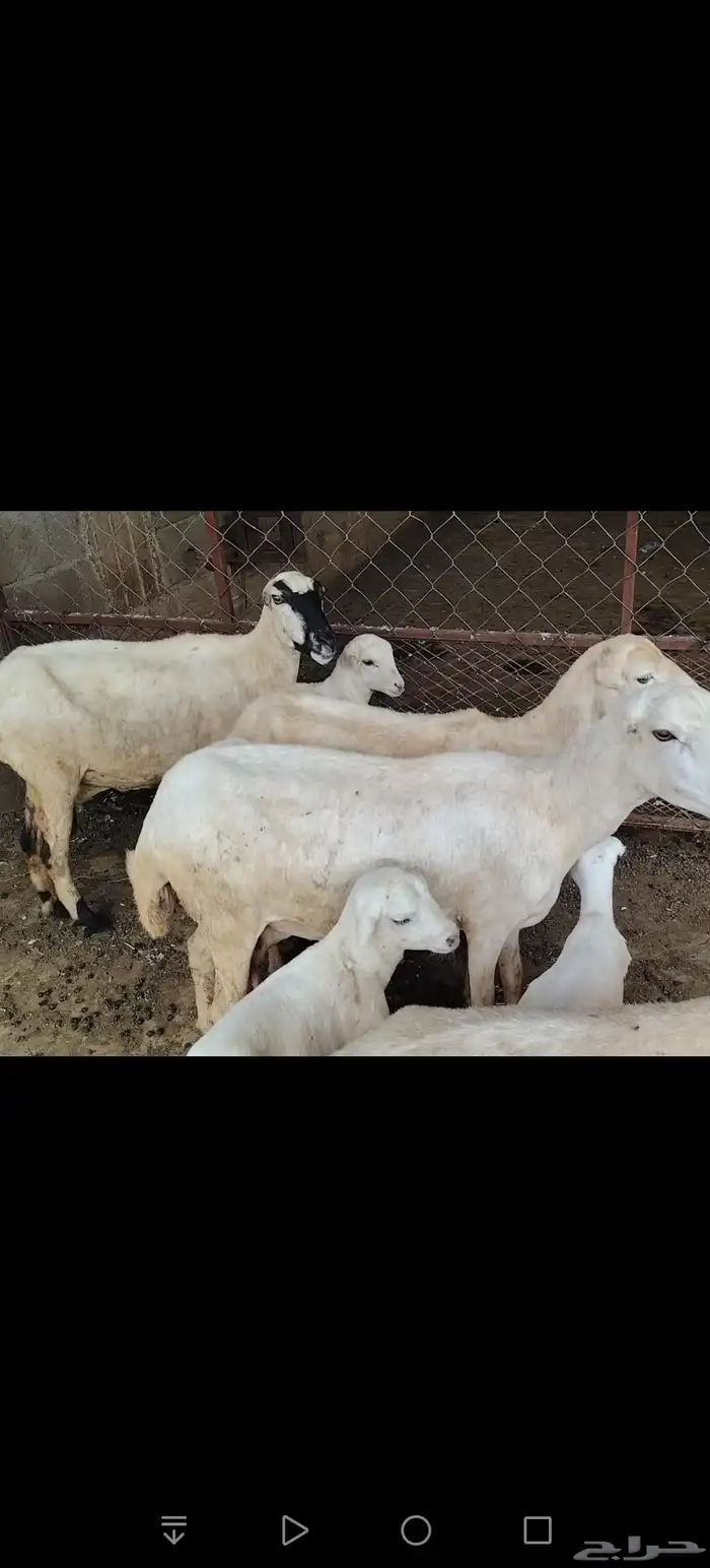 ضان لبيع 3