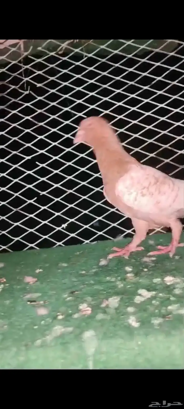 حمام شامي 4