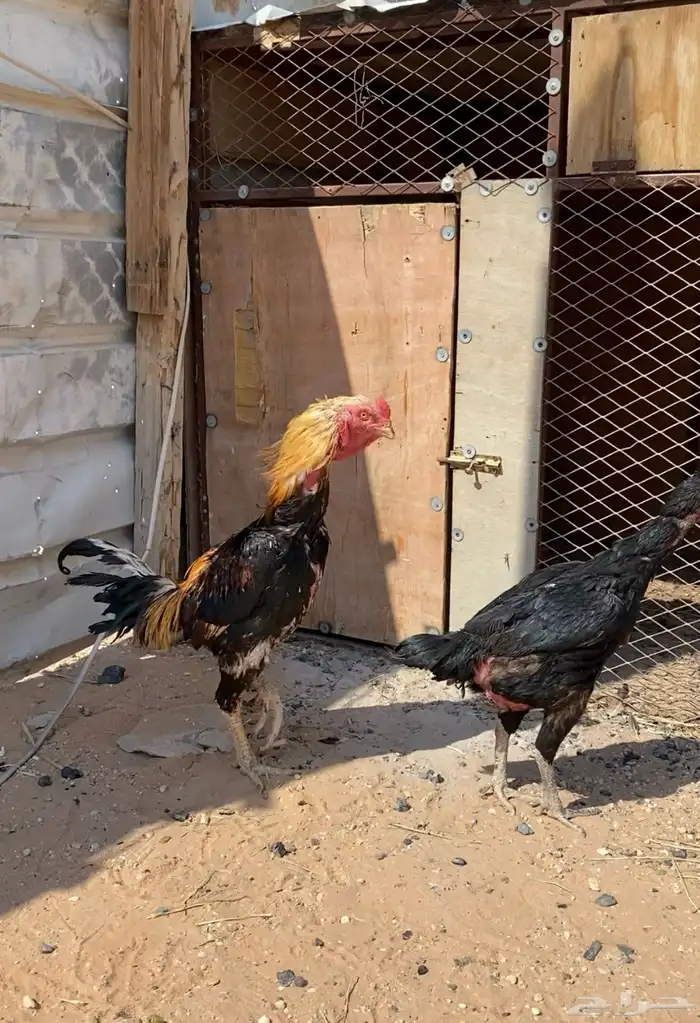 ديك للبيع 0