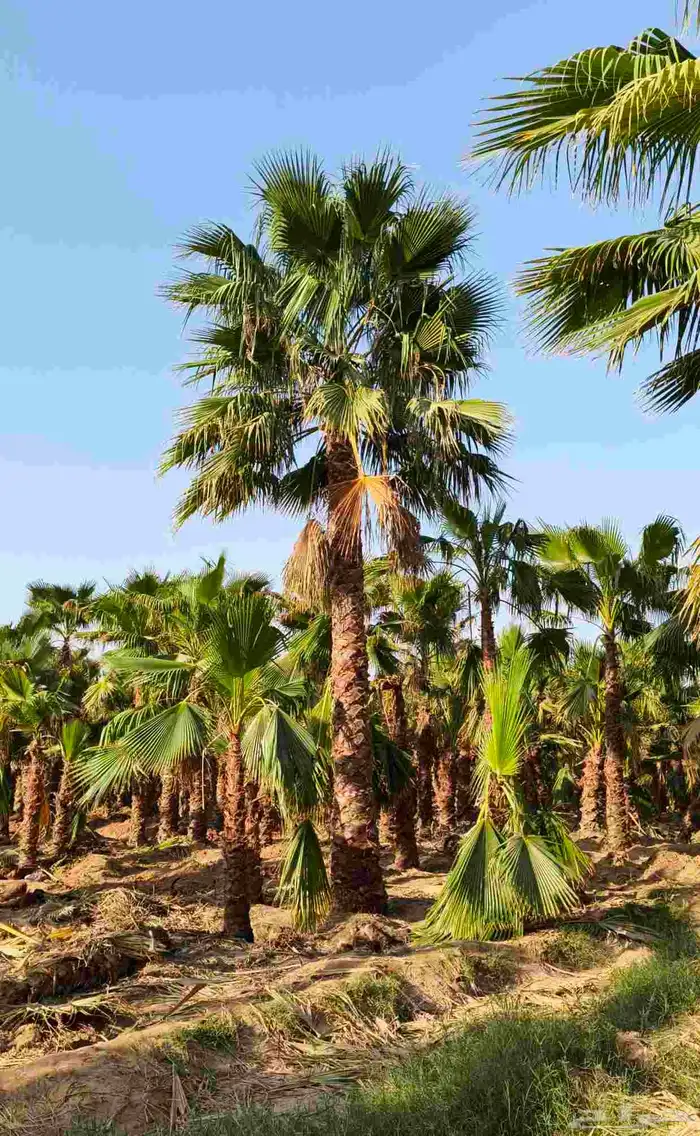 نخل واشنطني زينه 5