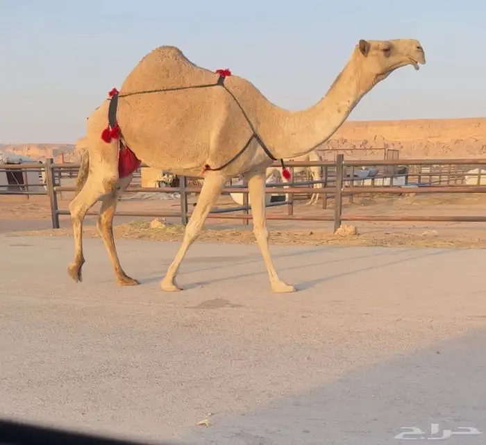 للبيع عشرى تحتها بكره 0