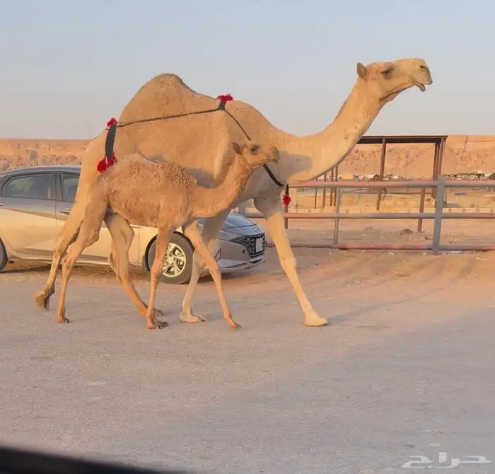 للبيع عشرى تحتها بكره 4