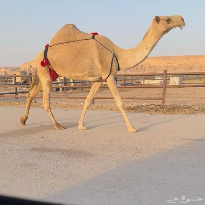 للبيع عشرى تحتها بكره 1
