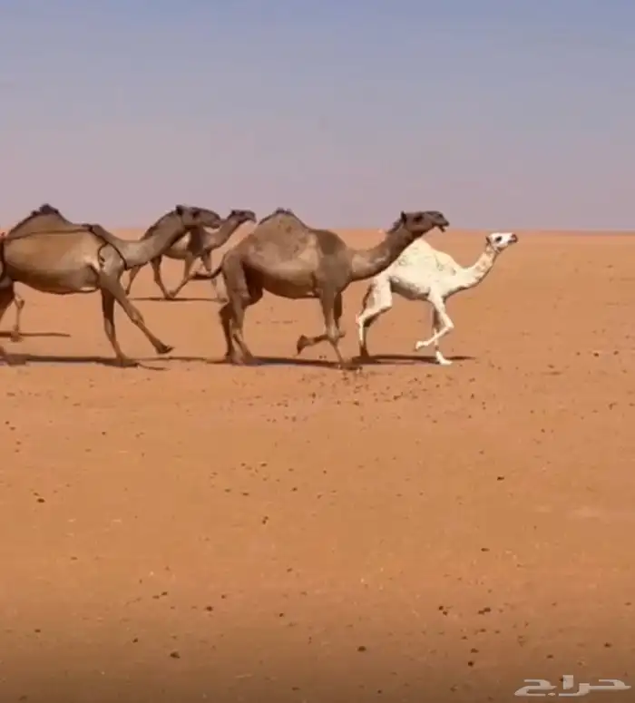 الصفر الطيبه عشاير و بكار 0