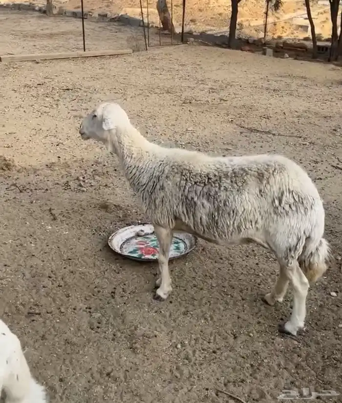 نعجه سديس 0