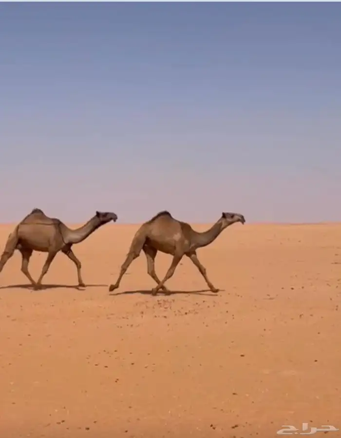 الصفر الطيبه عشاير و بكار 2
