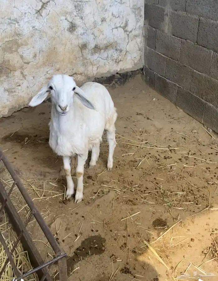 طلي حري ذبيحة 1