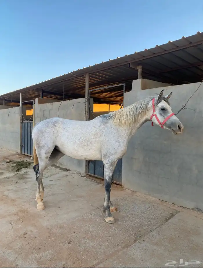 مهره شعبية للبيع 1