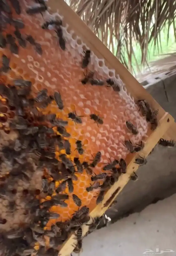 عسل سدر بلدي 1