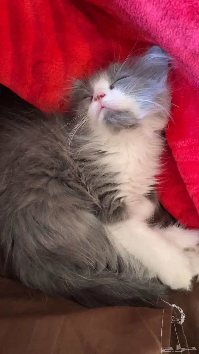 قط همالايا 0