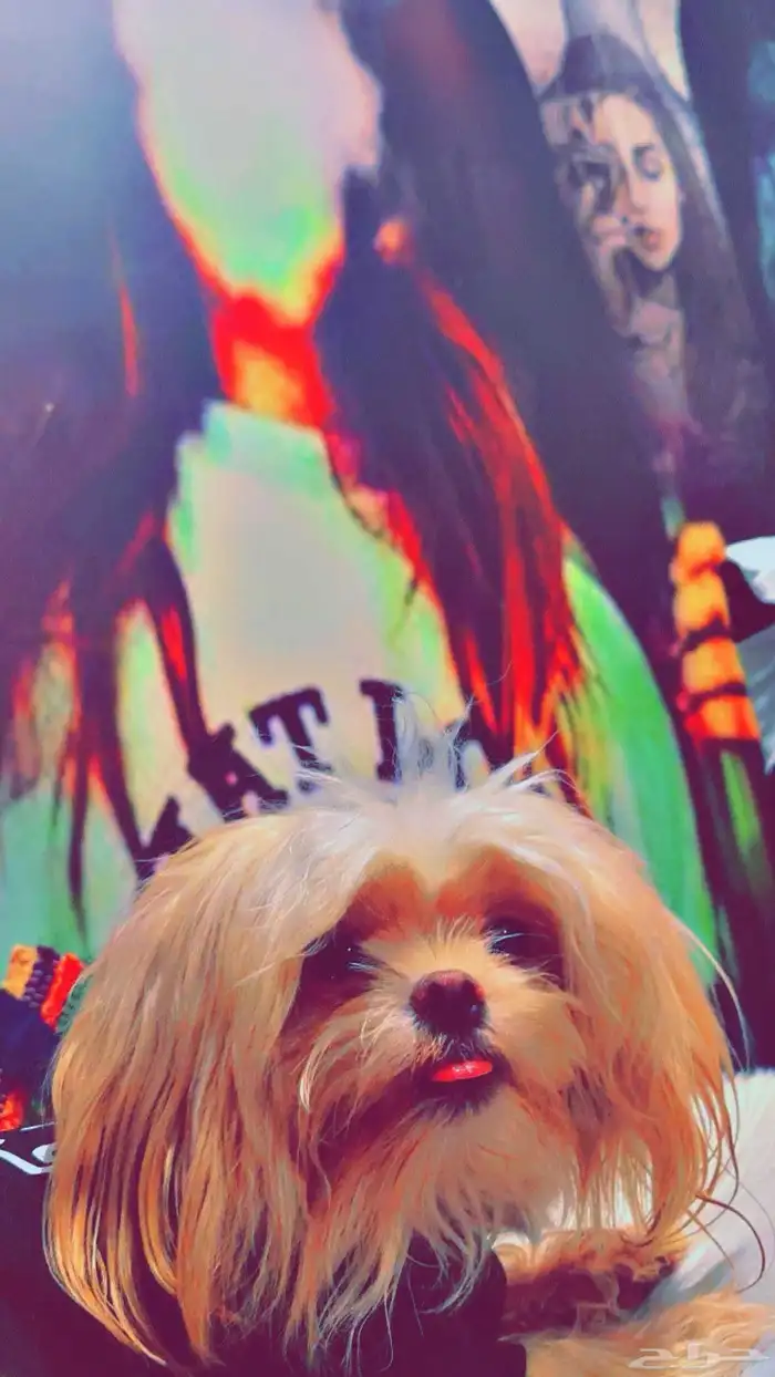 كلب شيتزو للبدل 0