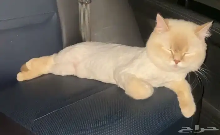 قط ذكر سكوتش فولد مهجن هملايا 0