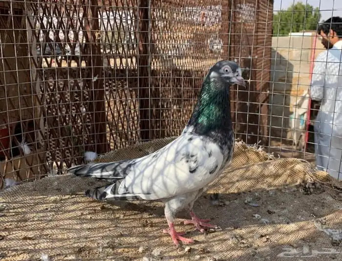 حمام باكستاني بيور صافيات 0