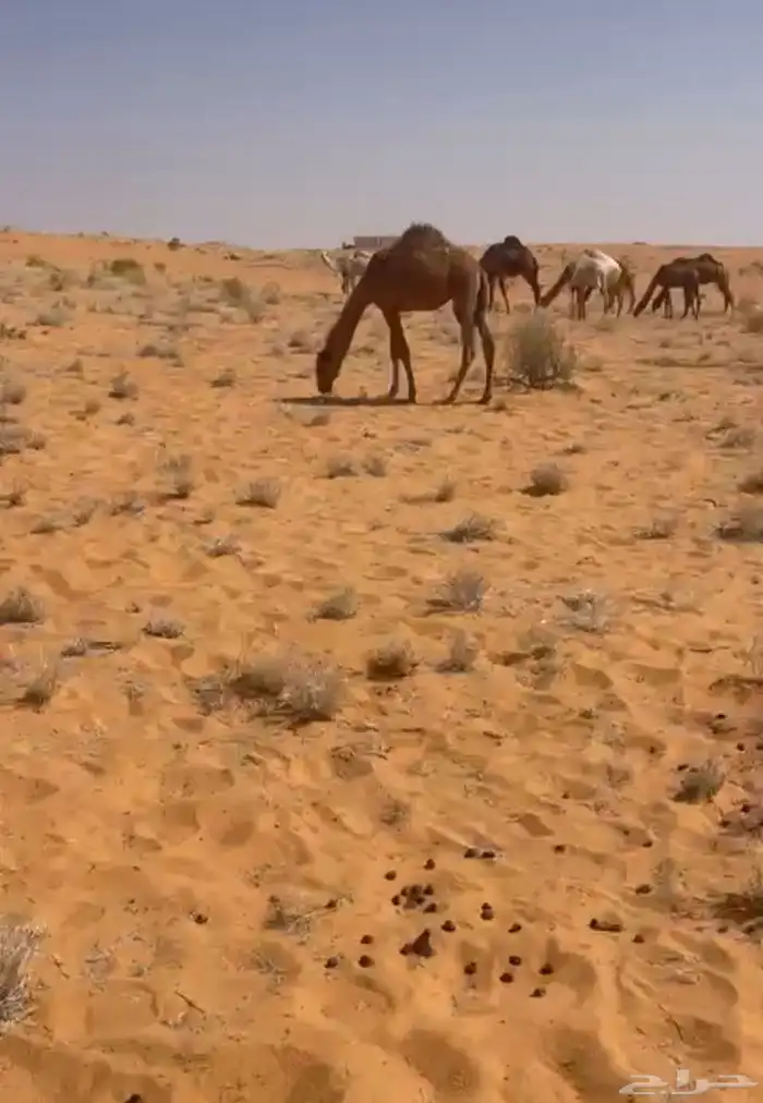 قعود قصب 0