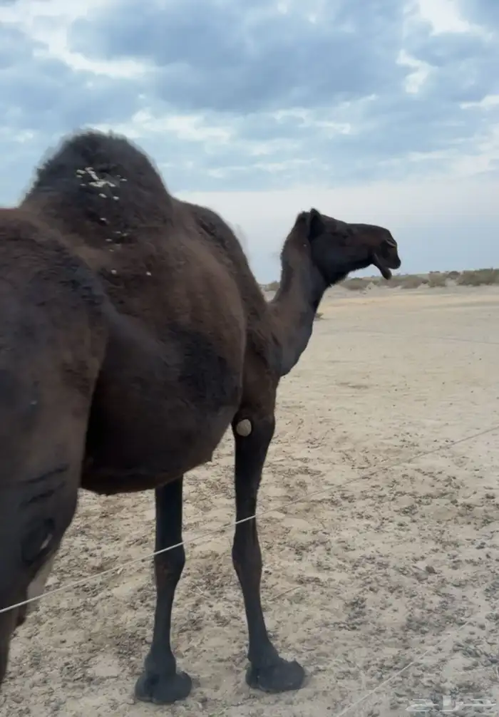 ناقه مجهم للبيع 0