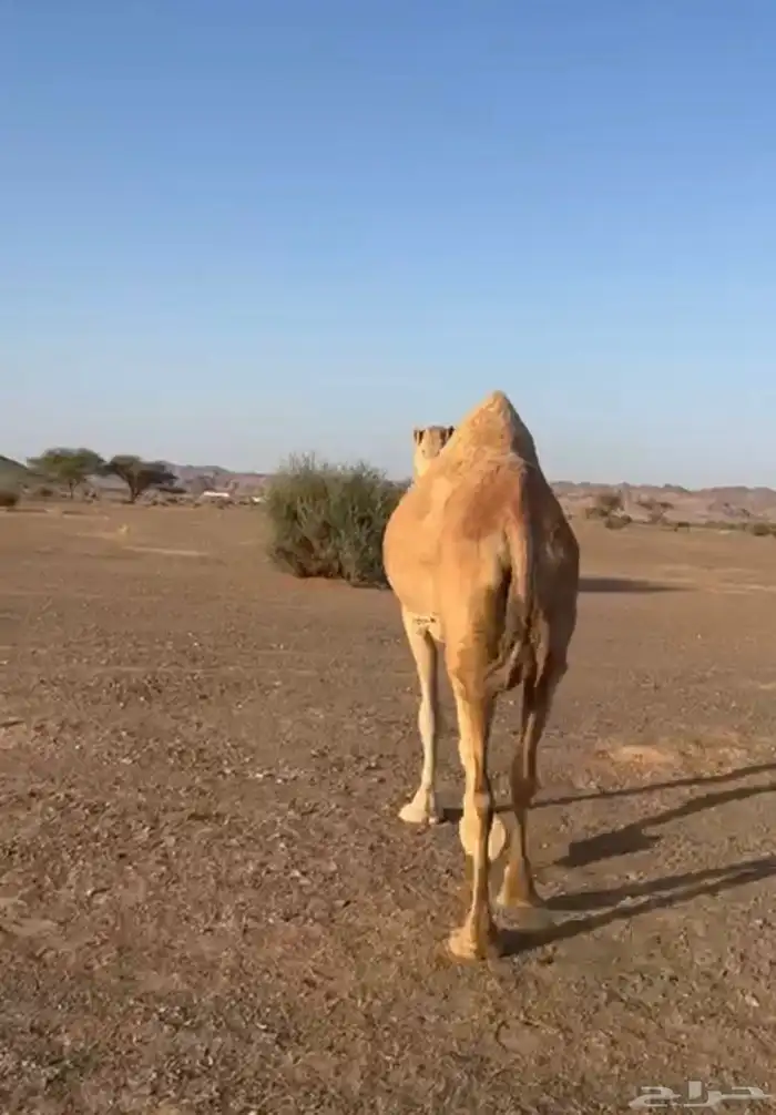 ناقتين لقحات حمرا شماليه وضحا ابضا  شماليه مشروطات 4