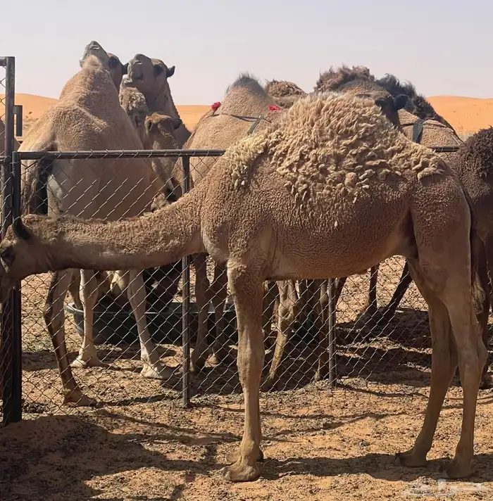 حشو طيبه بريات العمر 7 شهور العدد 7 الموقع مشذوبه 1