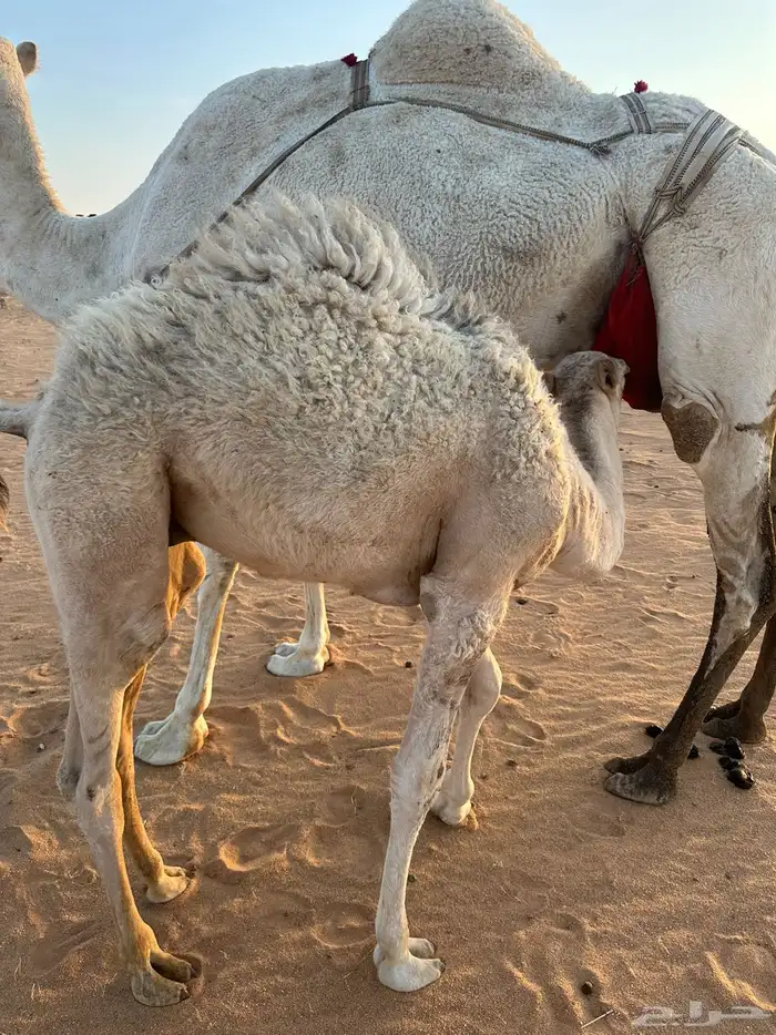 حاشي قصب على حليب امه 1