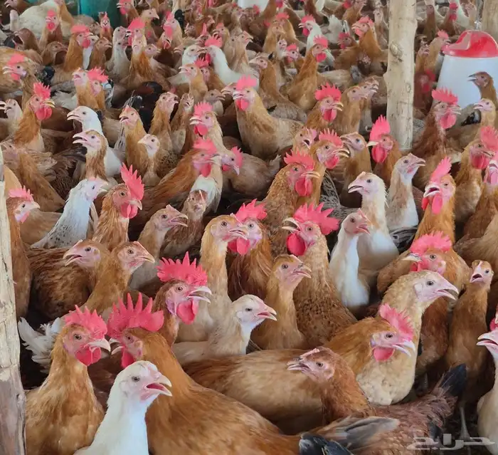 بيض بلدي مخصب100طبق يومي 1