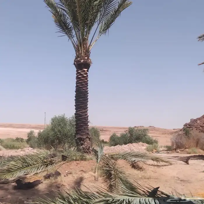 نخل عربي 9
