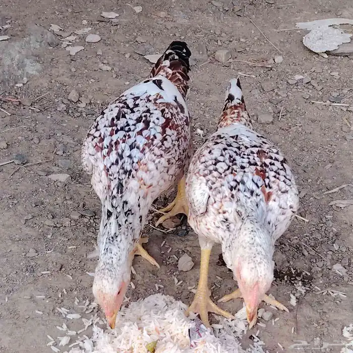 دجاج باكستاني 0