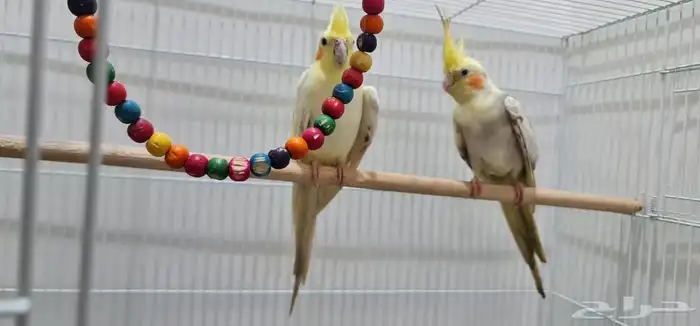 مزاد لمدة يوم على زوج طيور كروان 1