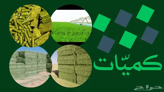 برسيم صافي محلي ومستورد 6