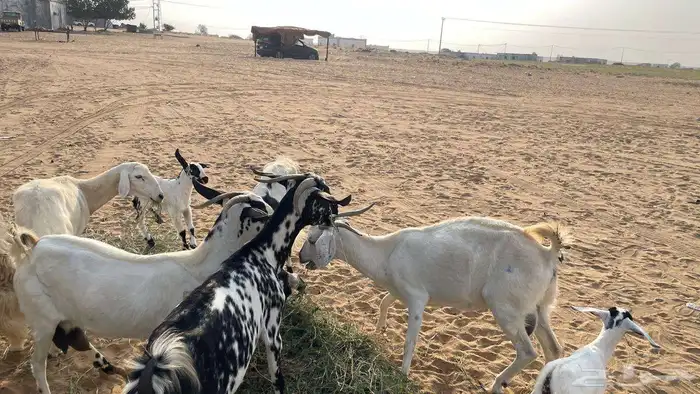 غنم ماعز وضان مقاني 8