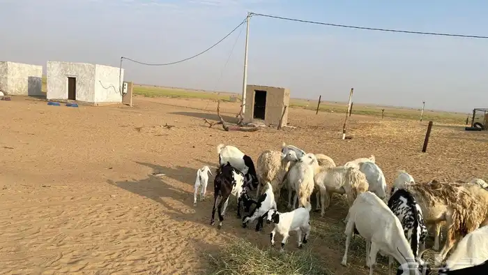 غنم ماعز وضان مقاني 9