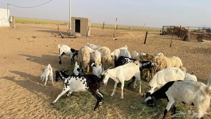 غنم ماعز وضان مقاني 1