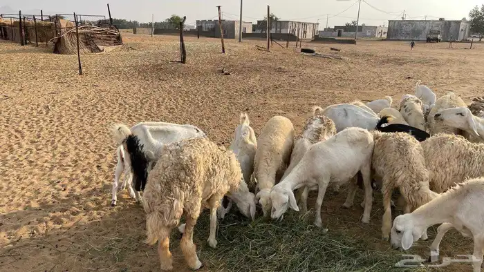 غنم ماعز وضان مقاني 3